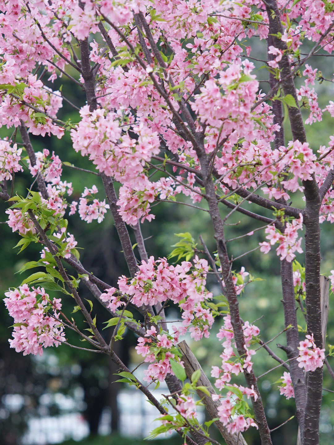 广西北流梧村樱花图片