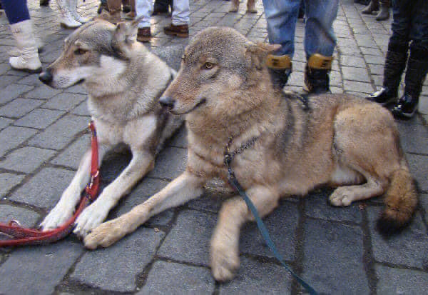 捷克狼犬保护图片