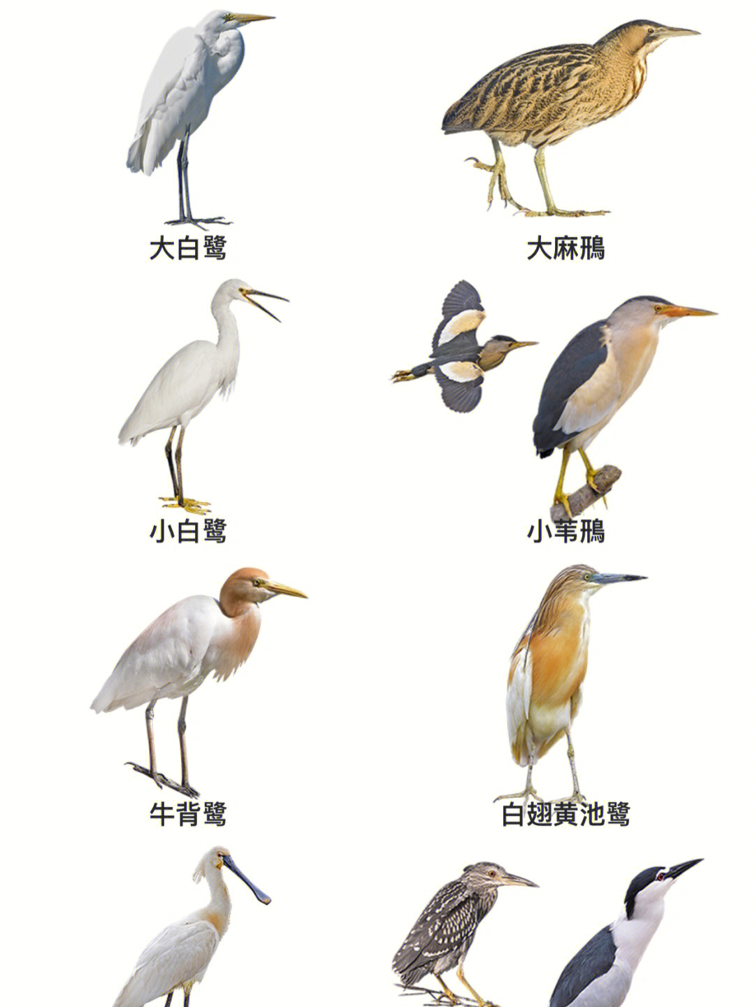 鸟类大全带鸟名称图片