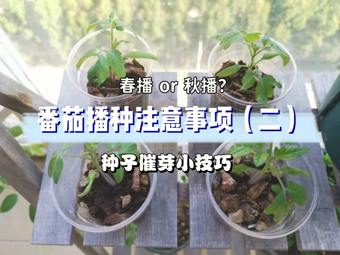 番茄播种注意事项(二 get催芽小技巧