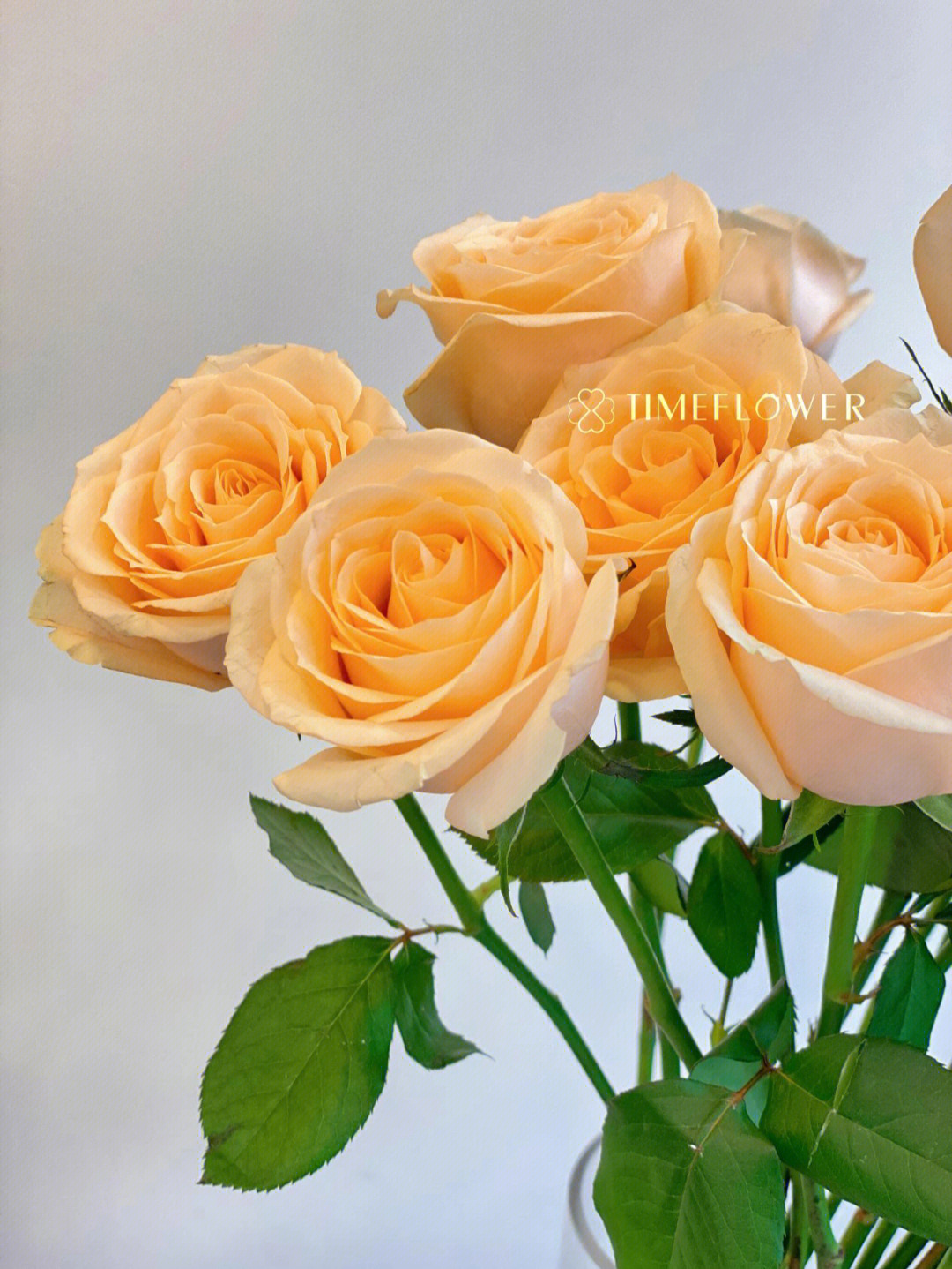 香槟玫瑰花语背景图片