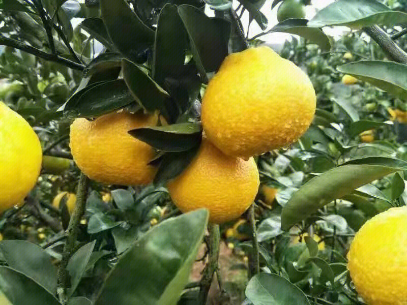 甜橘柚适合冬季的水果