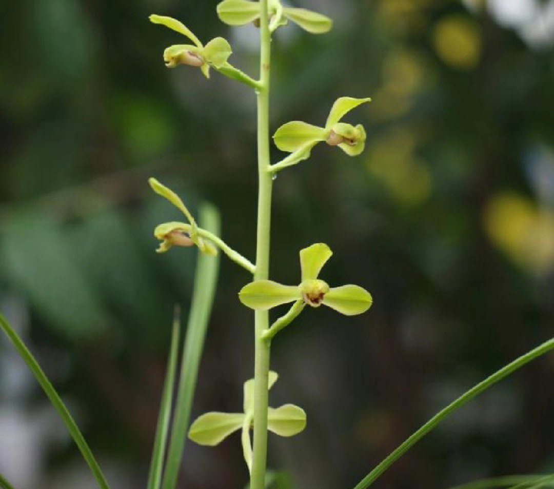 蕙兰老八种老上海