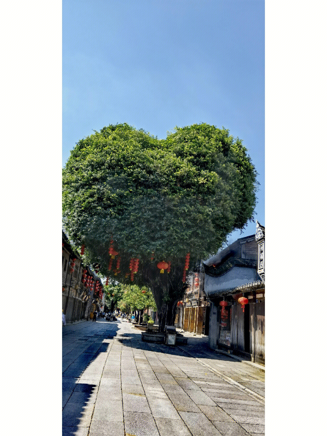 福州心形树图片