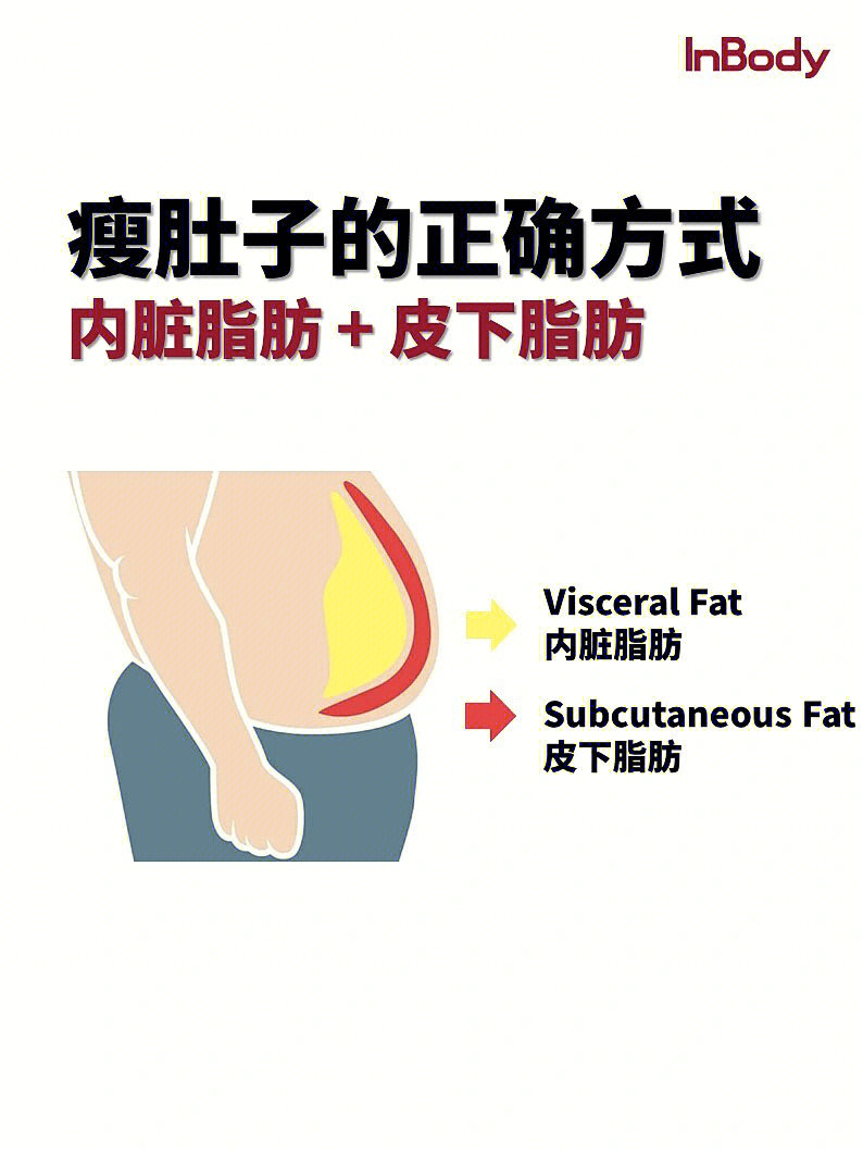 瘦肚子的正确方式98内脏脂肪皮下脂肪都搞定