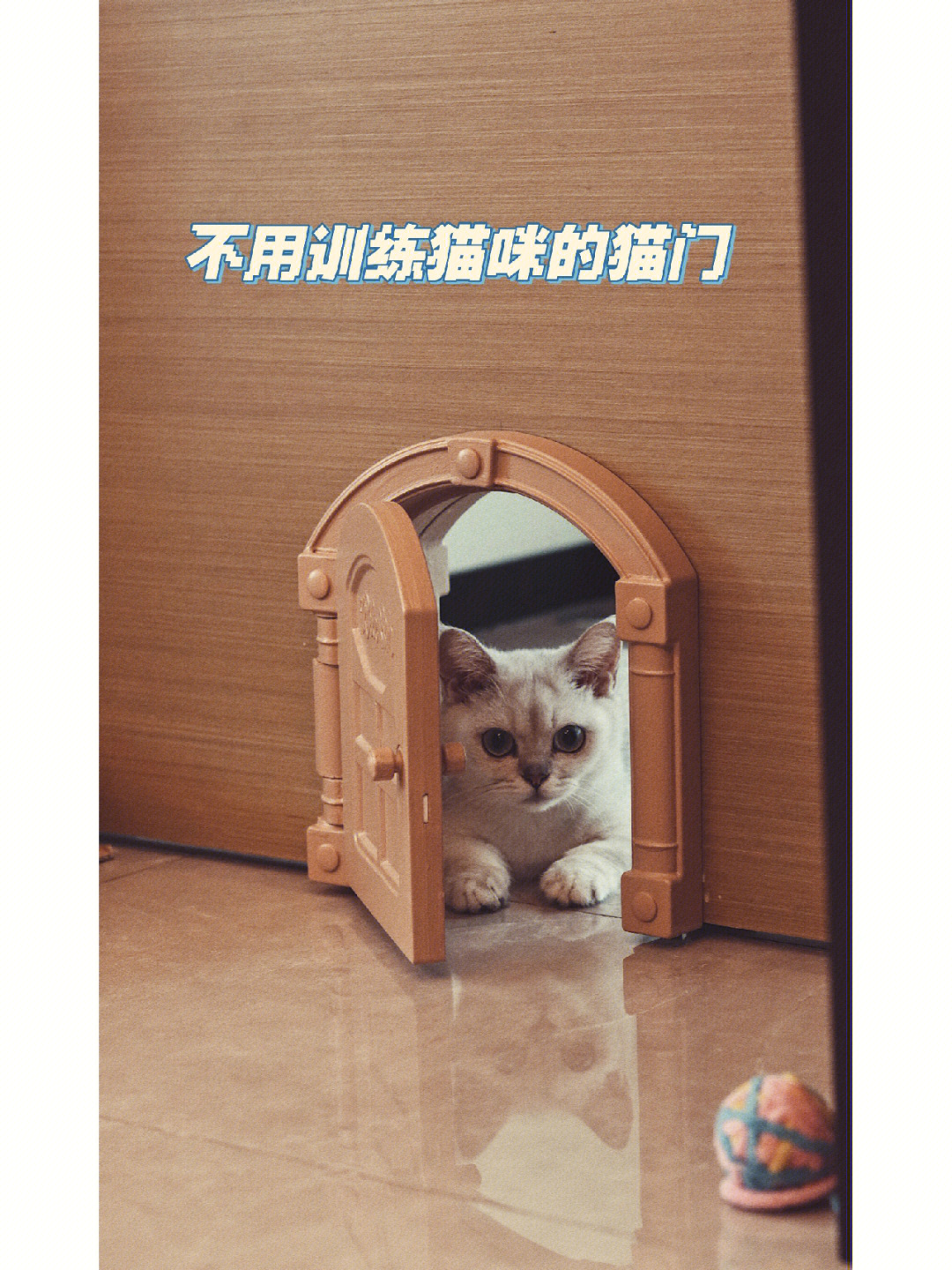 我拥有了猫门,太萌了!