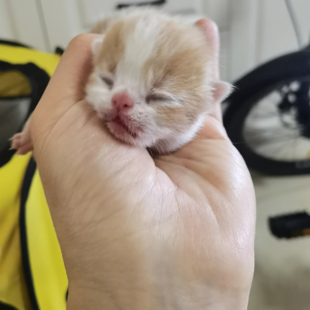 刚出生的加菲猫的照片图片