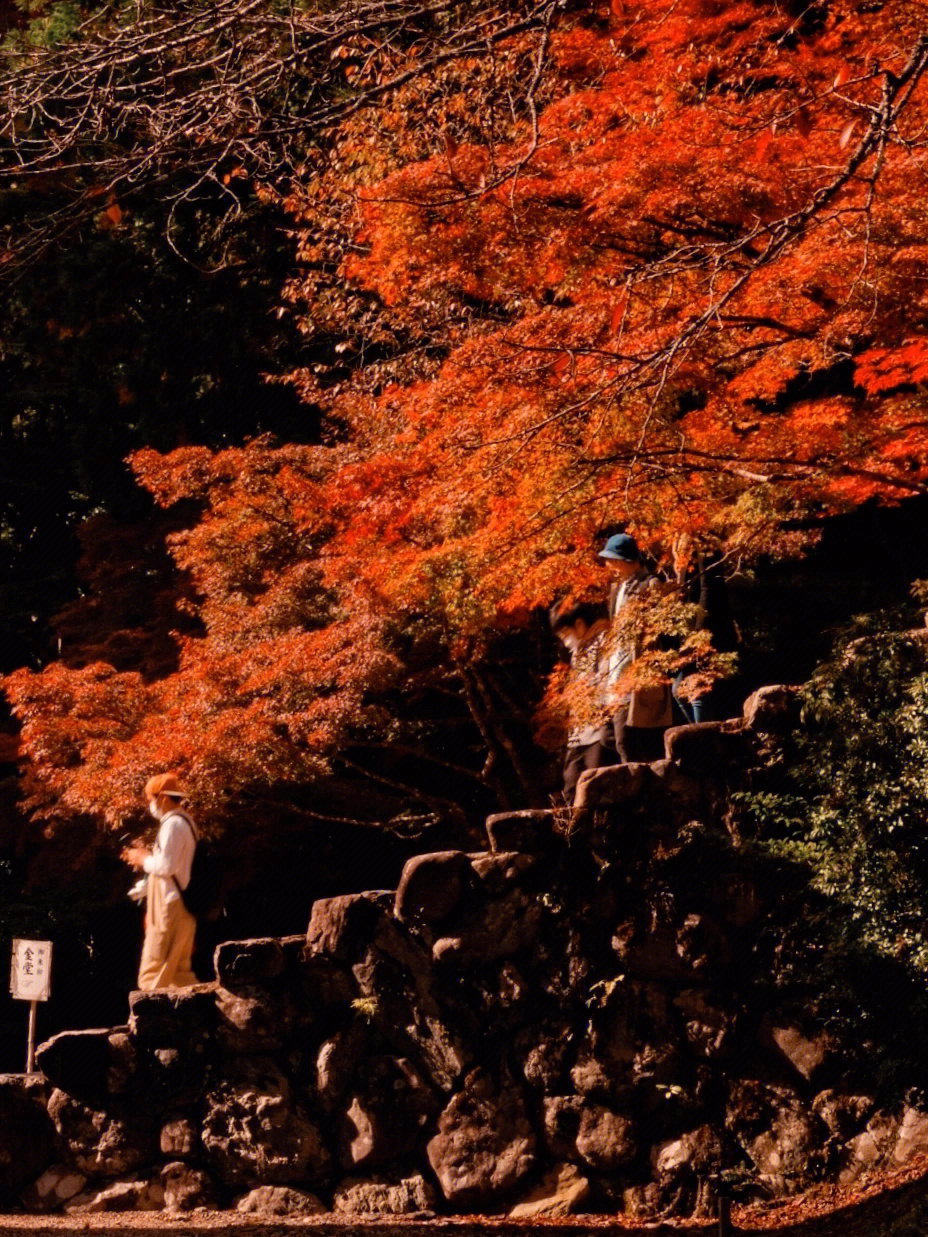 京都美景神护寺02