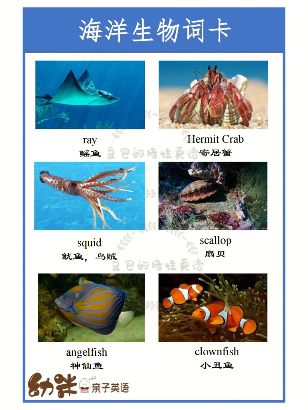 常见海洋生物介绍图片