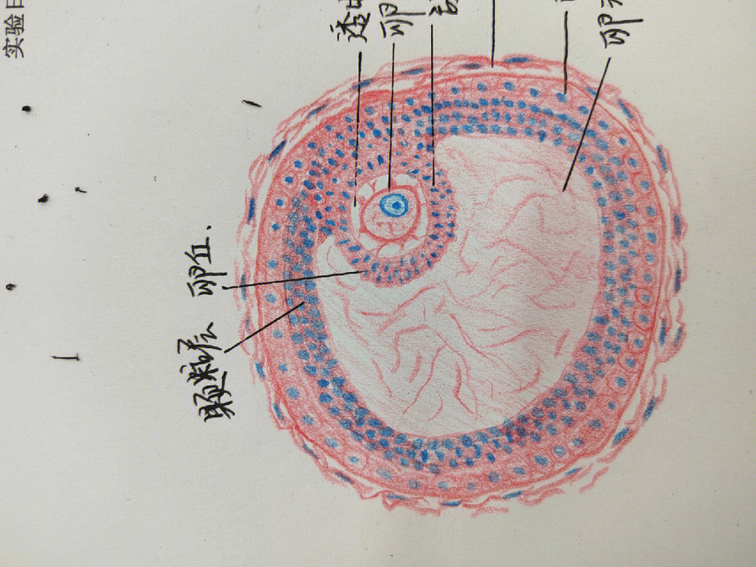 组胚手绘图卵巢次级卵泡