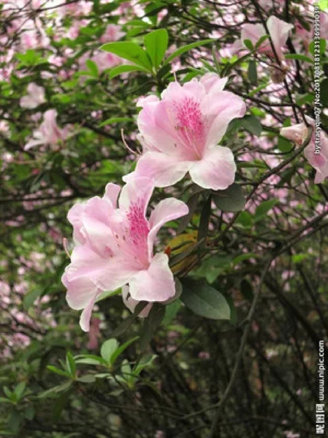 杜鹃花的花语和寓意:永远属于你,爱的快乐,鸿运高照,奔放,清白,忠诚