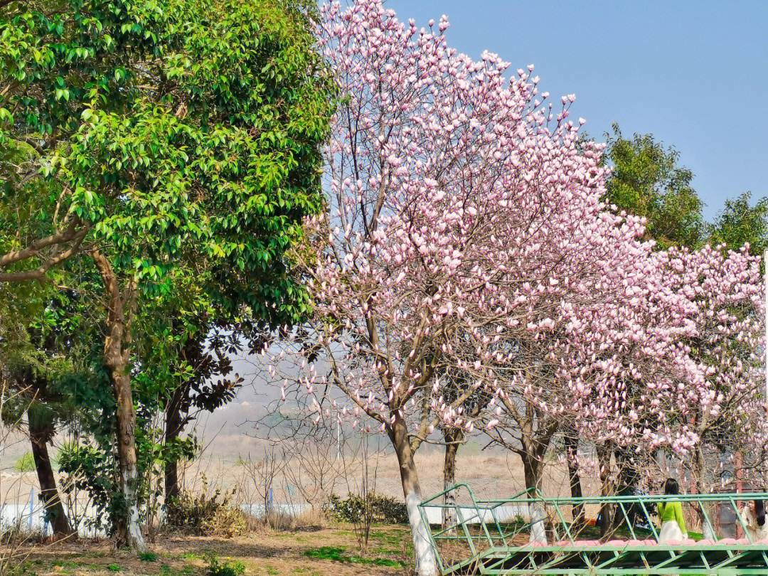 南京传媒学院大草坪图片