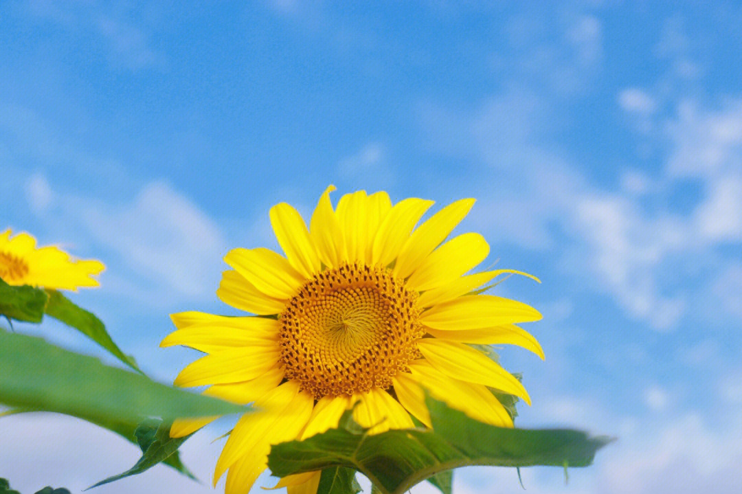 夏日第一束向日葵