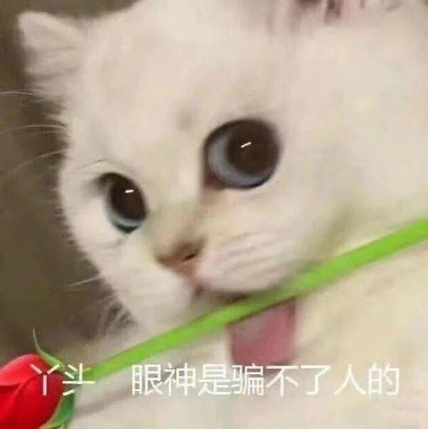 小猫举手表情包图片