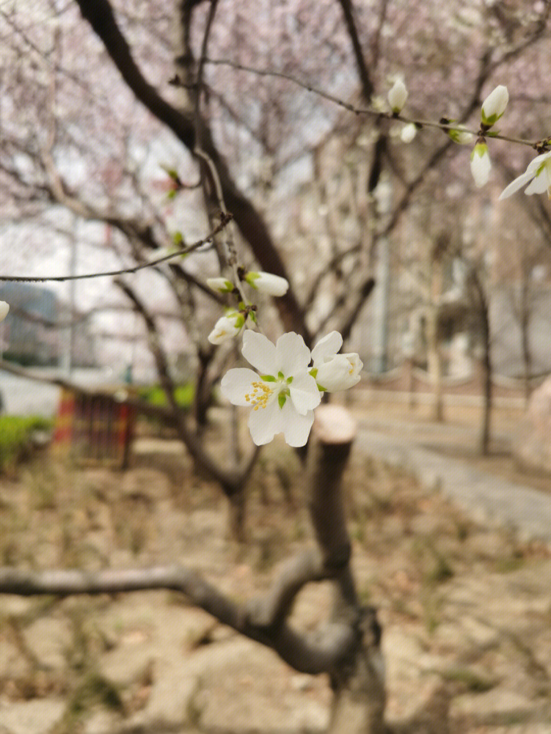 忽如一夜春风来千树万树梨花开