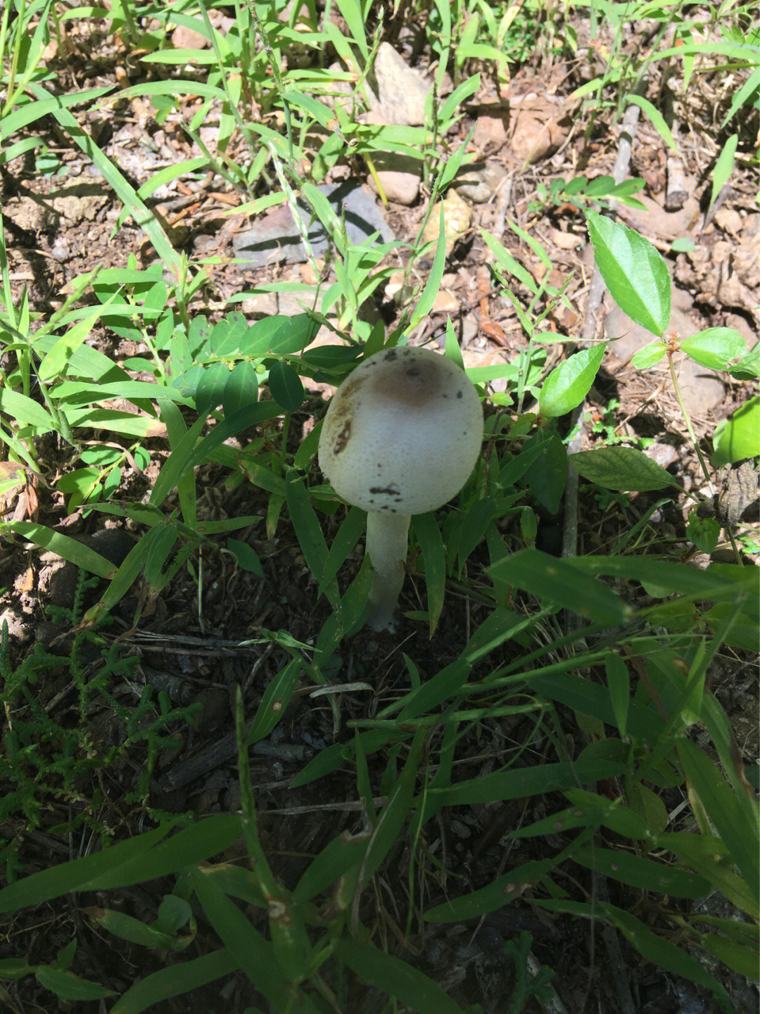 杨树蘑菇有毒吗图片
