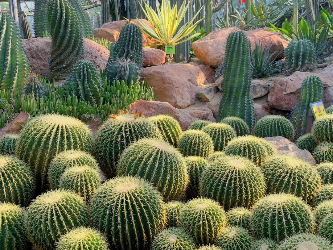 华南植物园植物大全图片