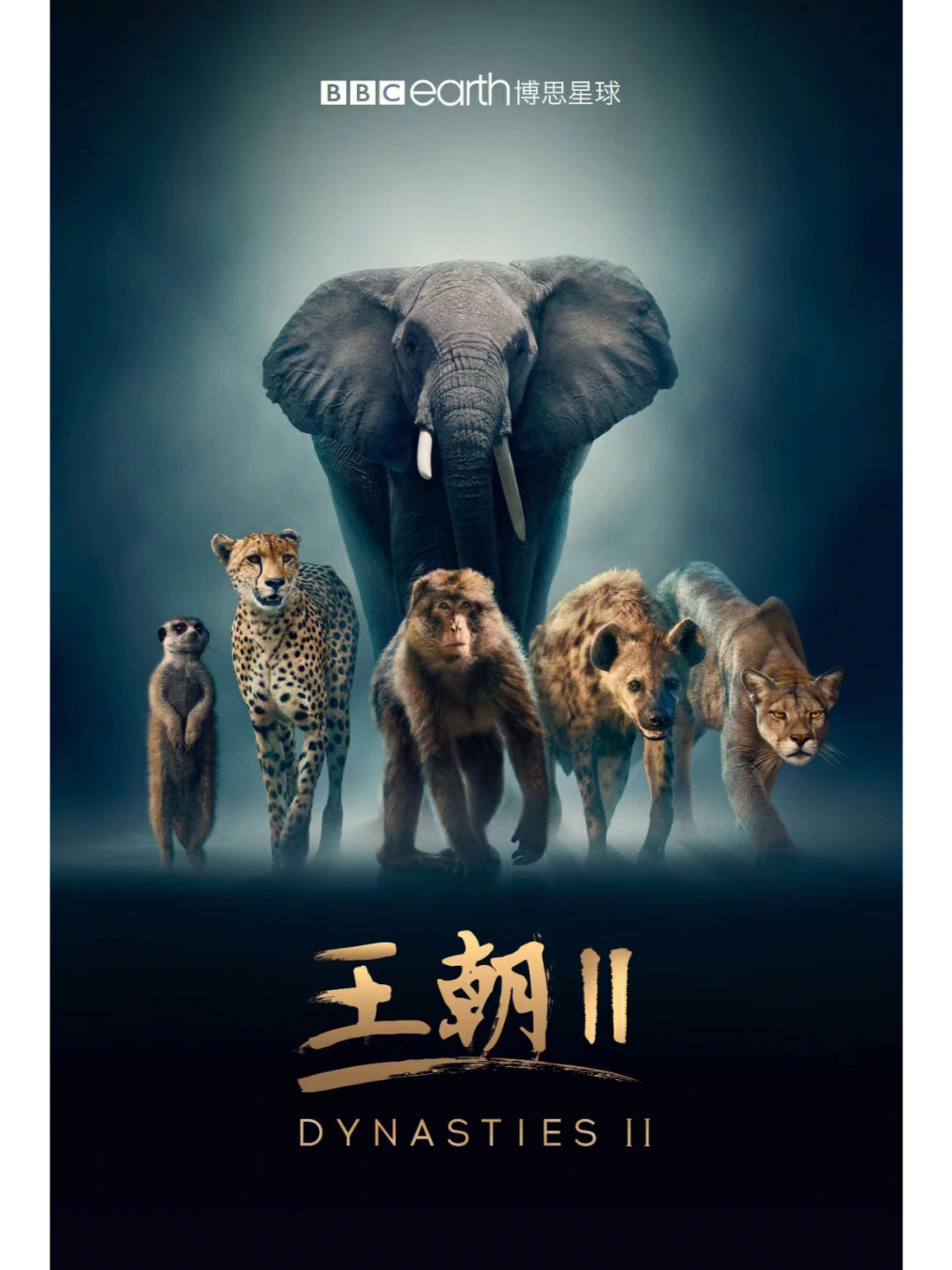 《王朝ii》将聚焦五大标志性族群:美洲狮,非洲象,猎豹,斑鬣狗以及狐獴