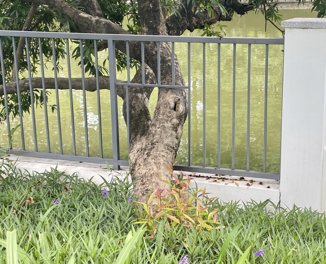 夏树歪脖子树触发图片