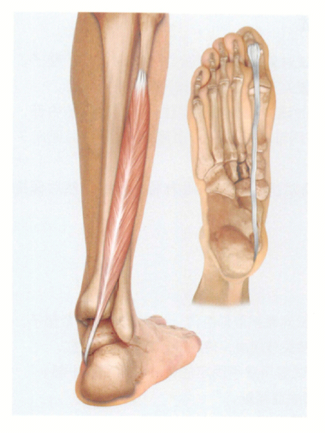 musculus flexor hallucis longus ]拇长屈肌能屈拇趾和踝关节