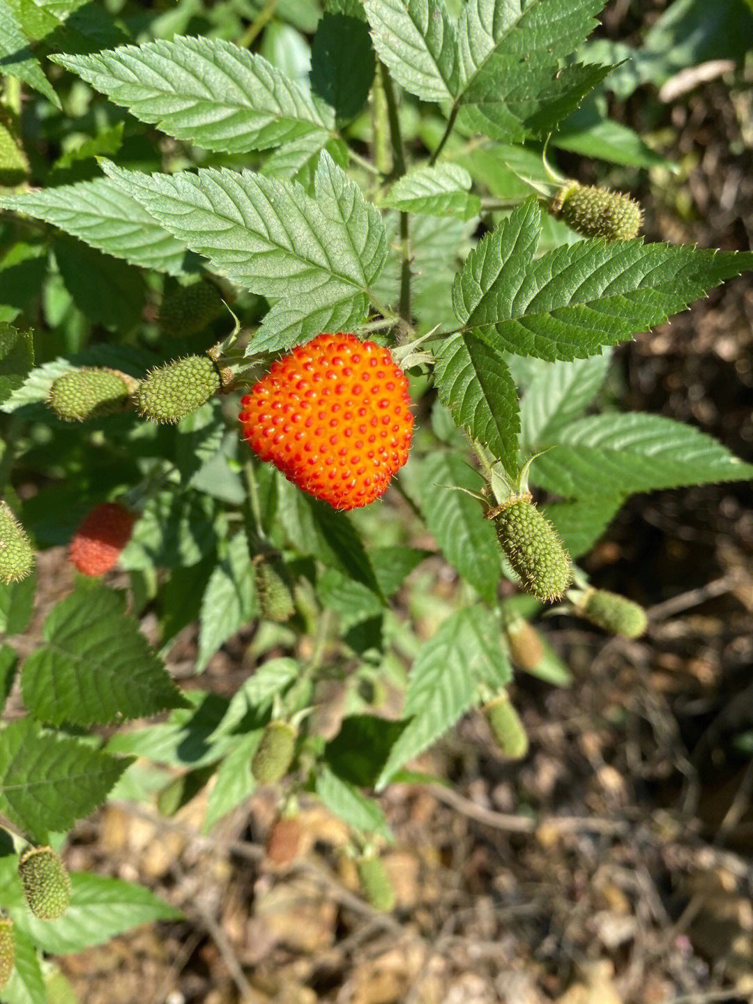 刺泡儿花图片图片