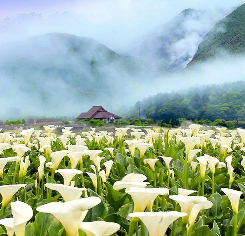 阳明山海芋花图片