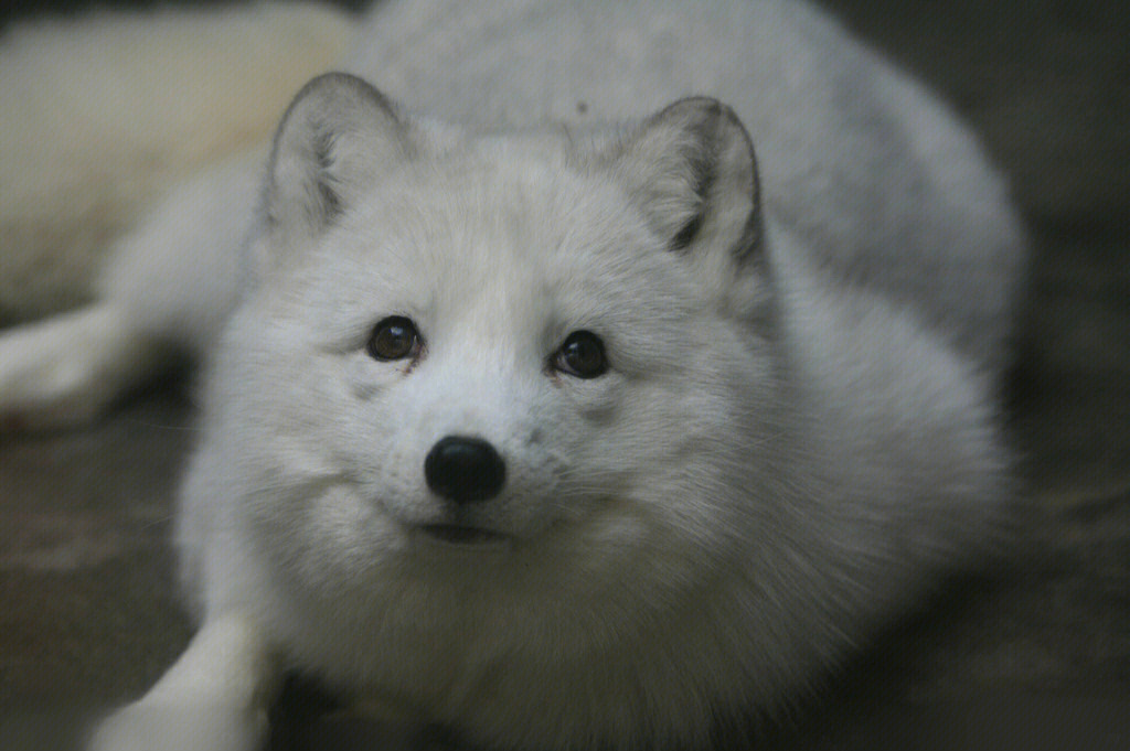 天蓝北极狐,一年四季全身均呈蓝灰色,这是与其生活环境相适应的结果