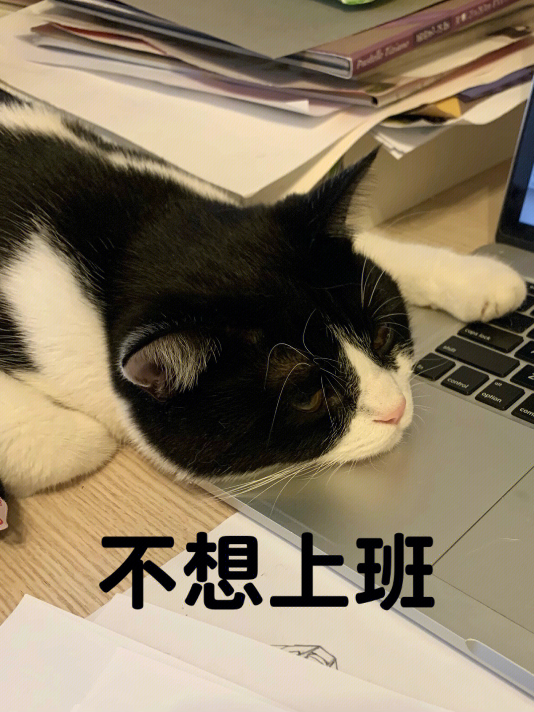 不想上班表情包猫猫图片