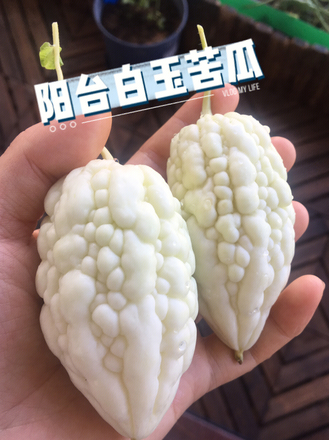 阳台白玉苦瓜苹果苦瓜