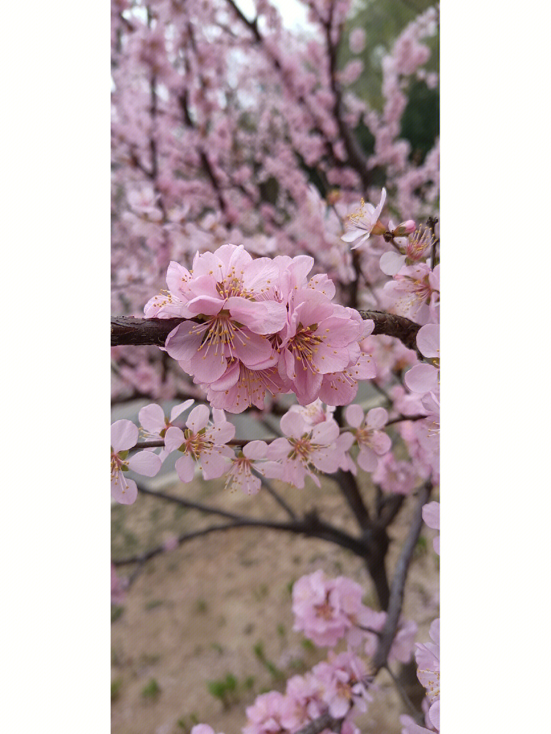 花开花落终有时