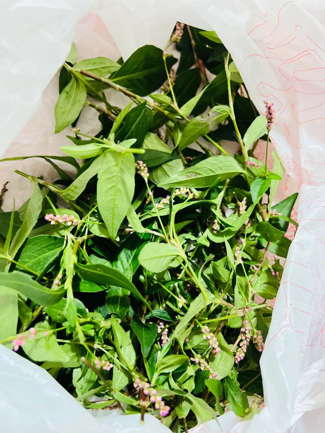 甜酒叶植物图片