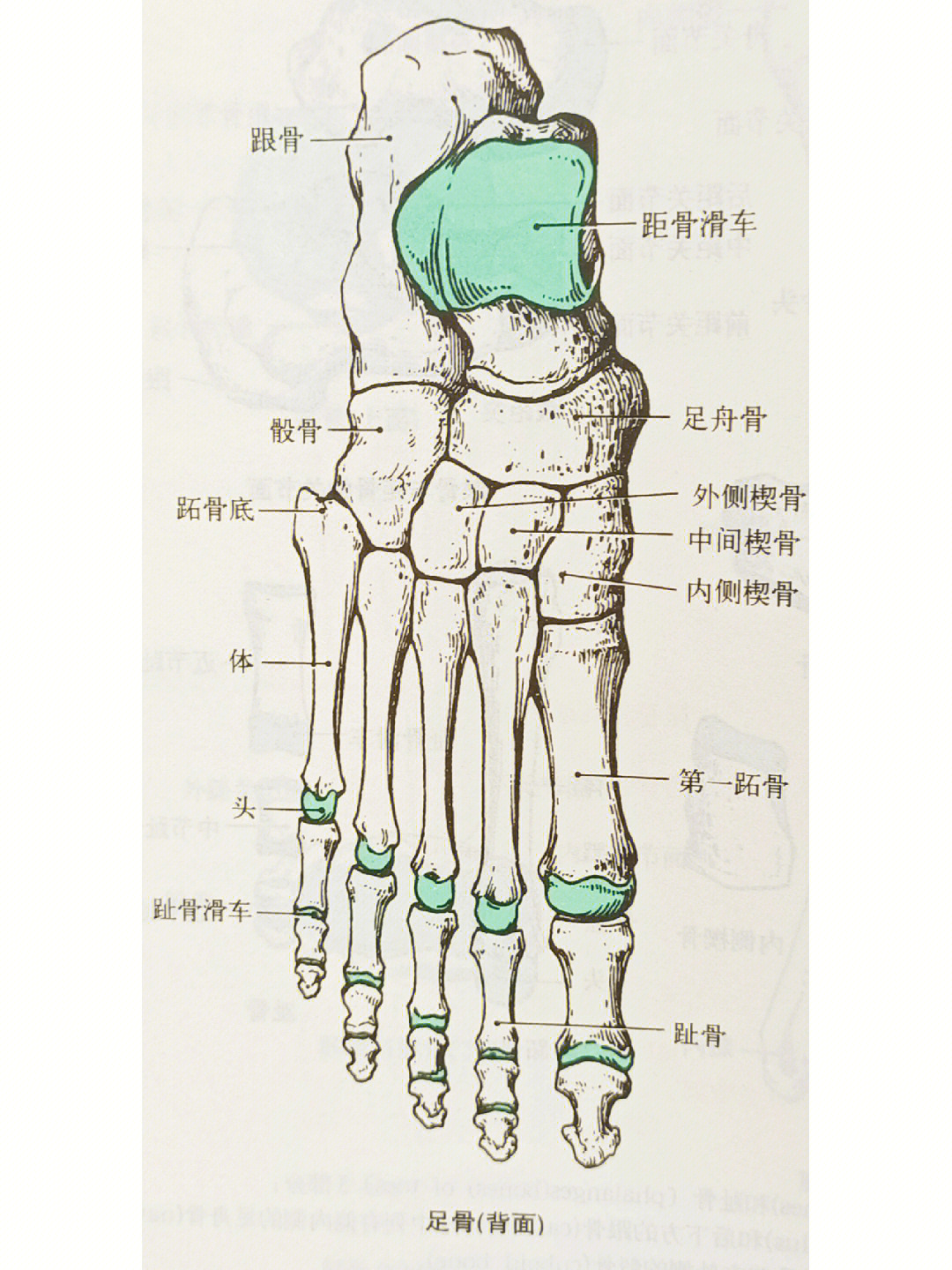 右脚骨骼结构图图片