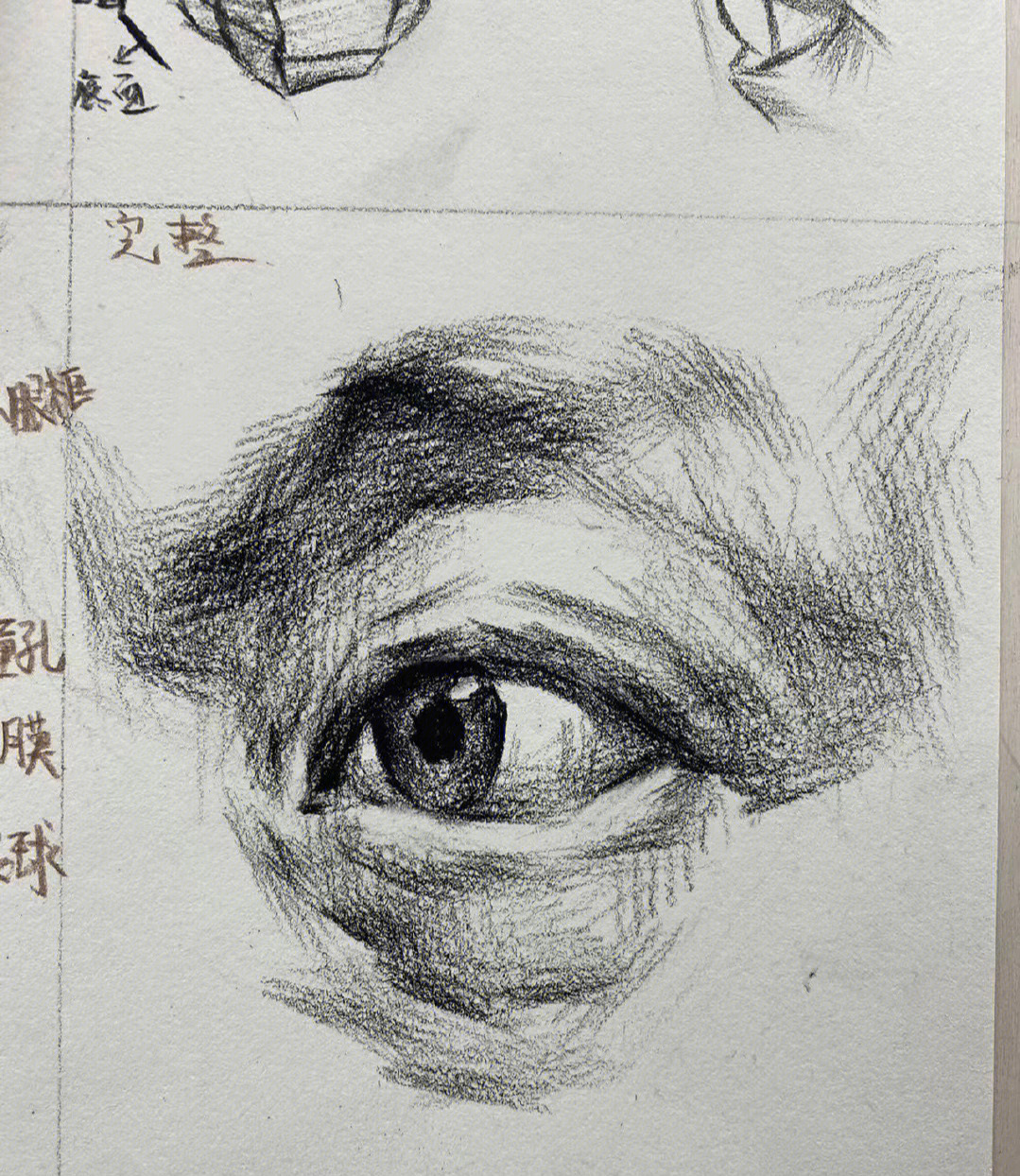 画眼球结构示意图素描图片