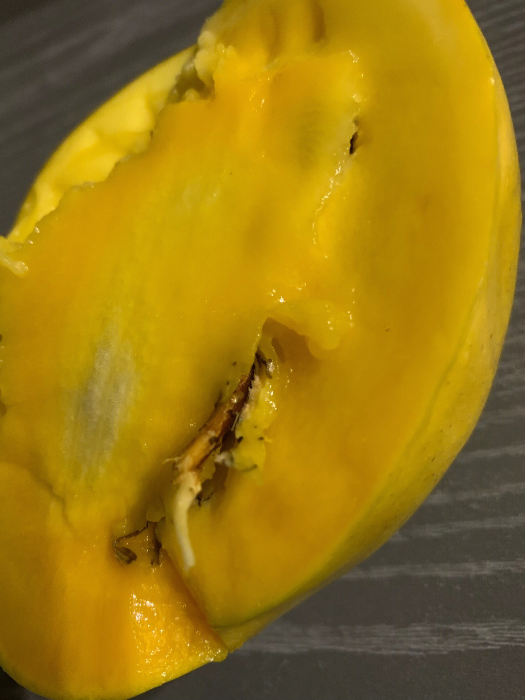 芒果种子发芽过程图片图片