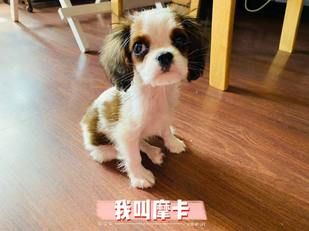 查理王小猎犬介绍图片