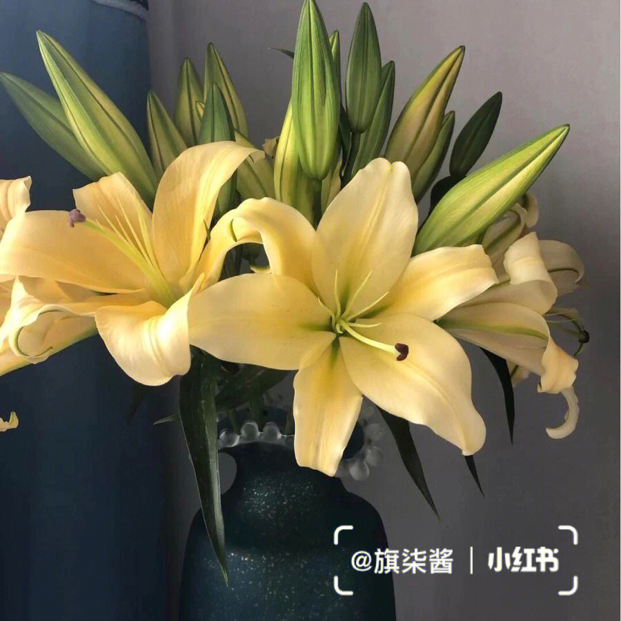 小皇帝百合