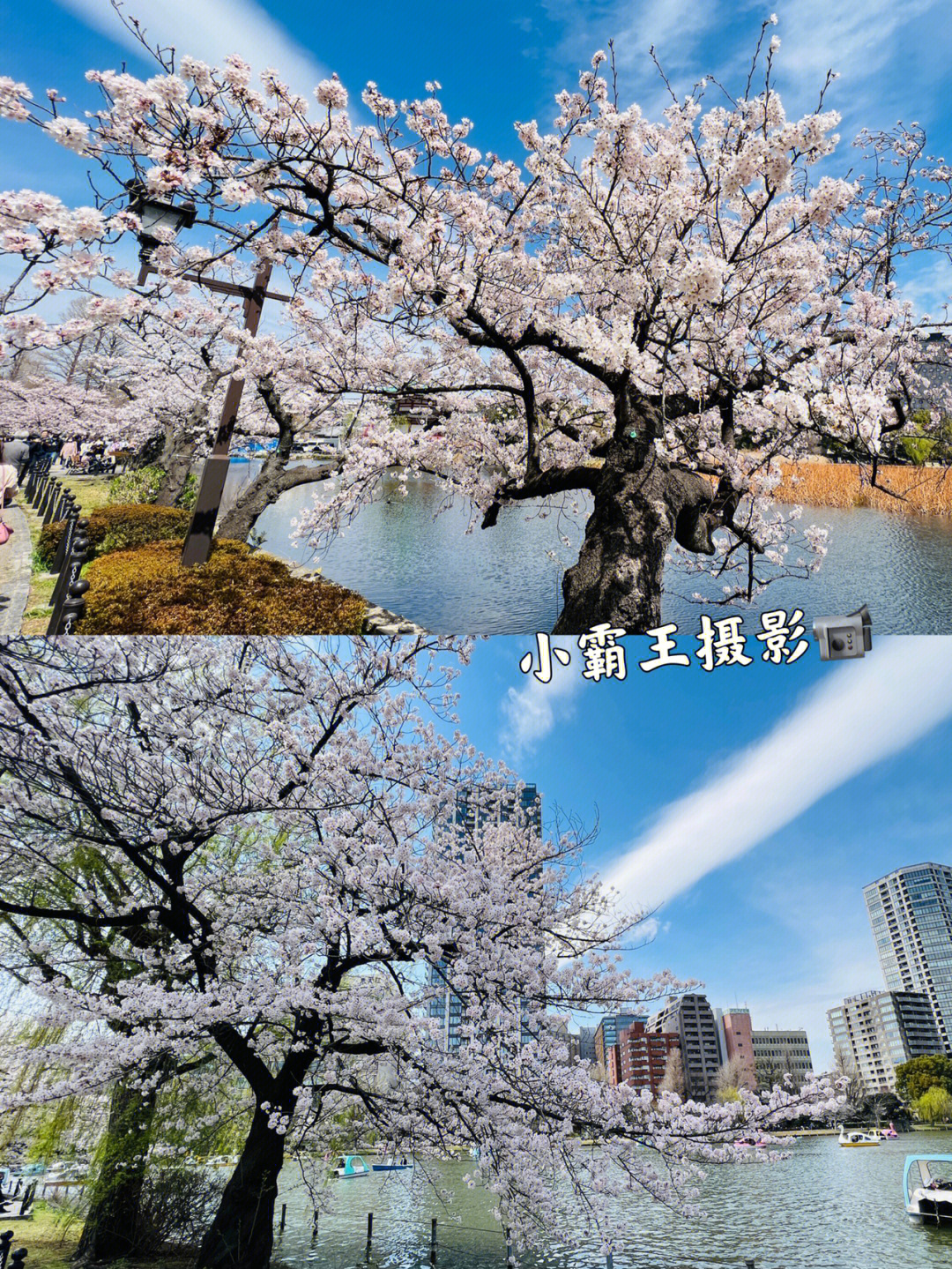 上野公园的樱花已满开啦赶紧拍照打卡吧