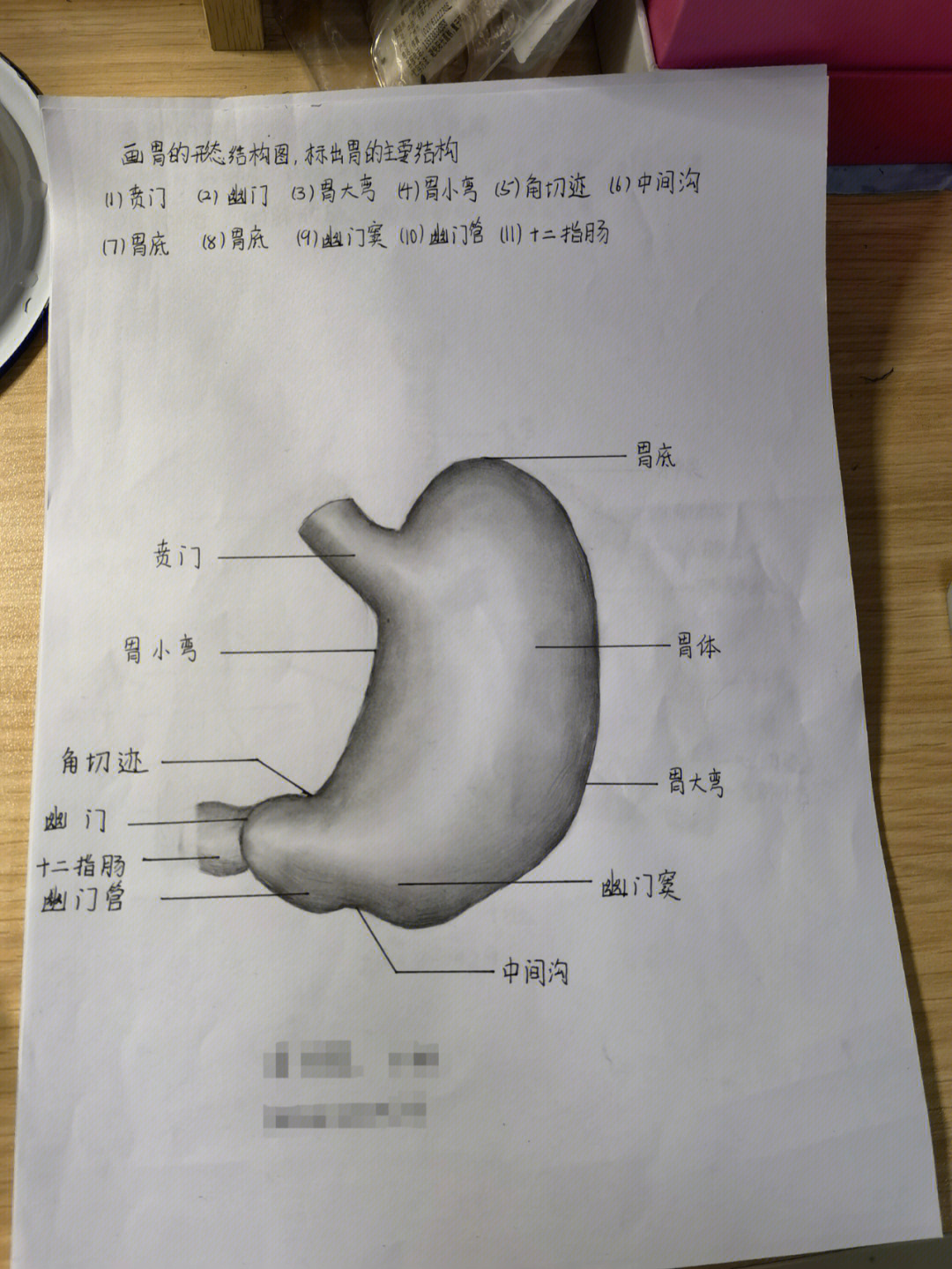 胃组胚手绘图图片
