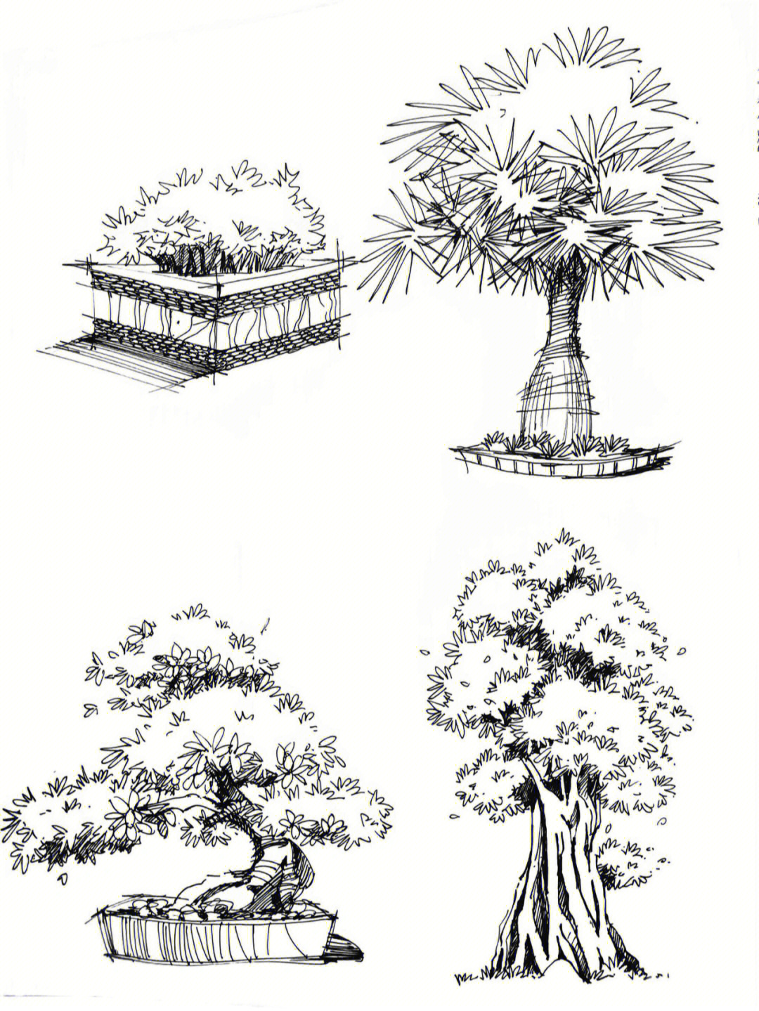 建筑手绘表现配景植物