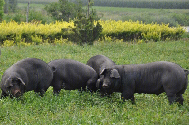 黑猪被誉为草肥猪,在我国已有五千年的驯养历史,尽管