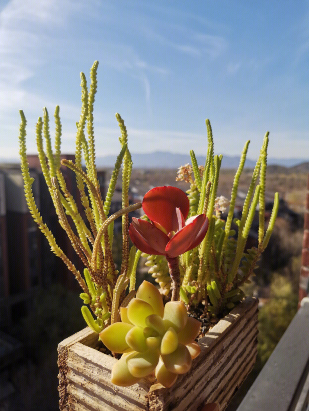 植物晒太阳照片图片