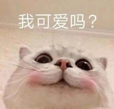 2022810可爱猫咪表情包