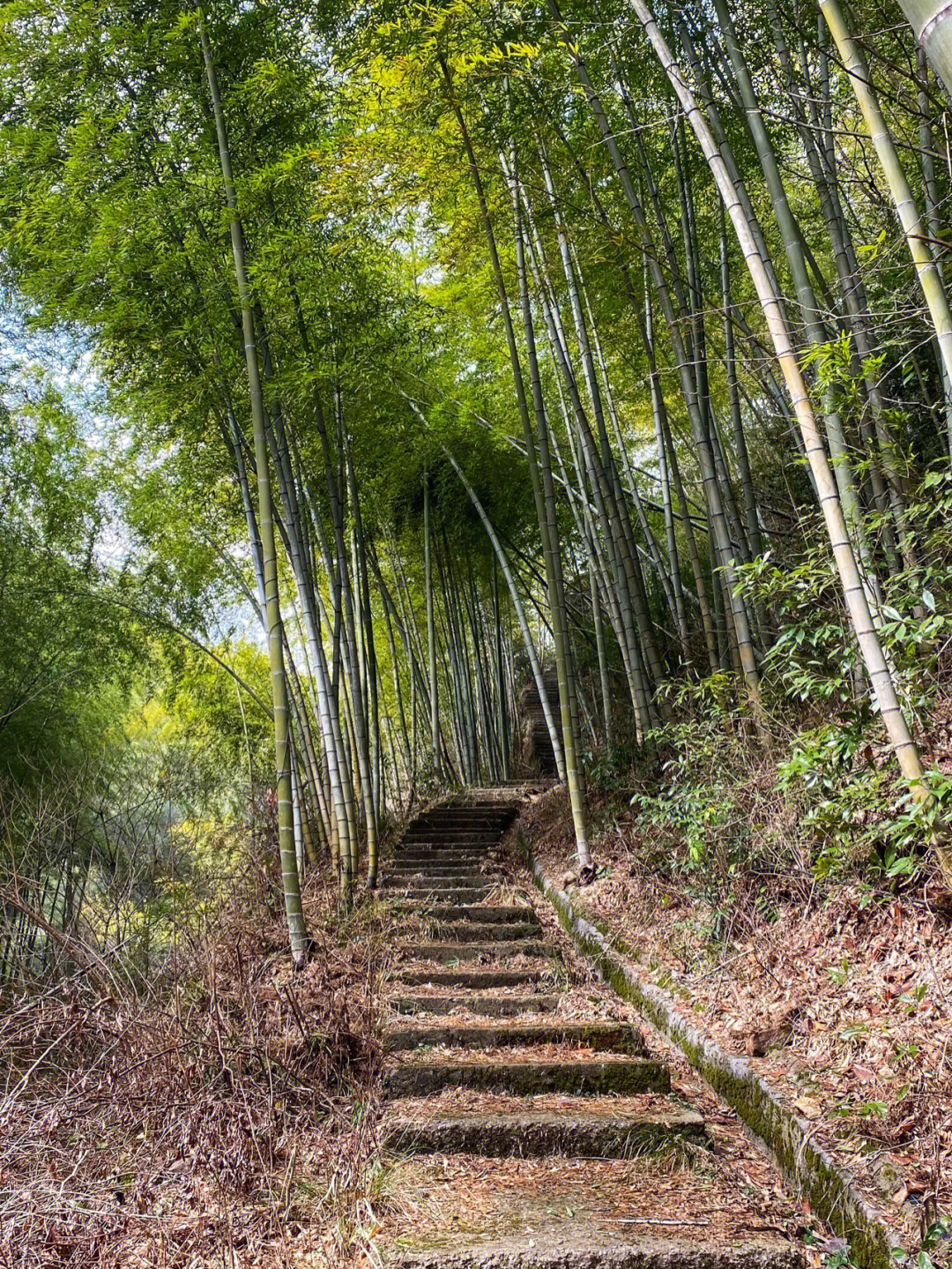 四明山森林公园是几A图片