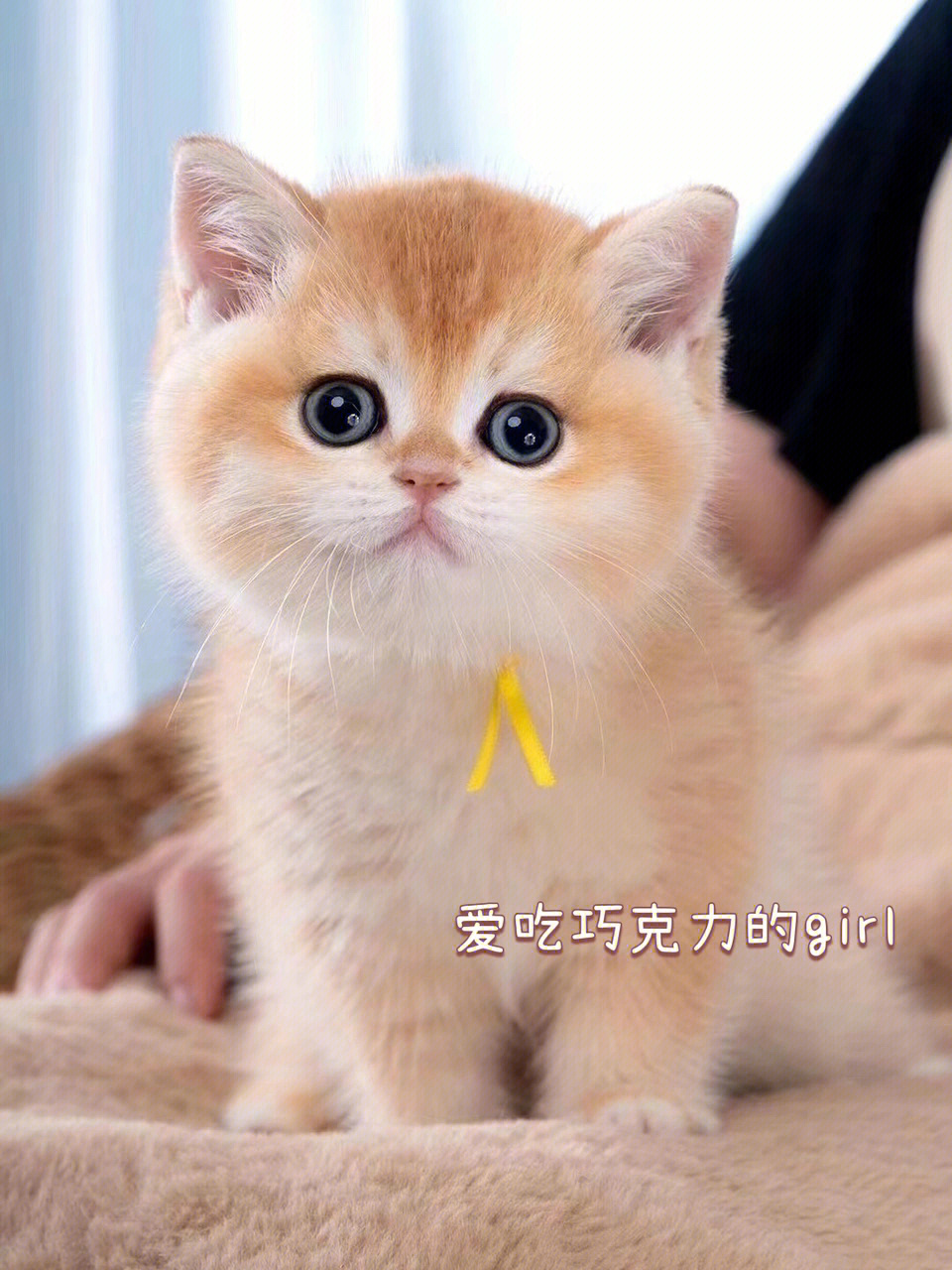 看我们家猫猫可爱吗#猫舍#广州猫舍#深圳猫舍#金渐层#我家