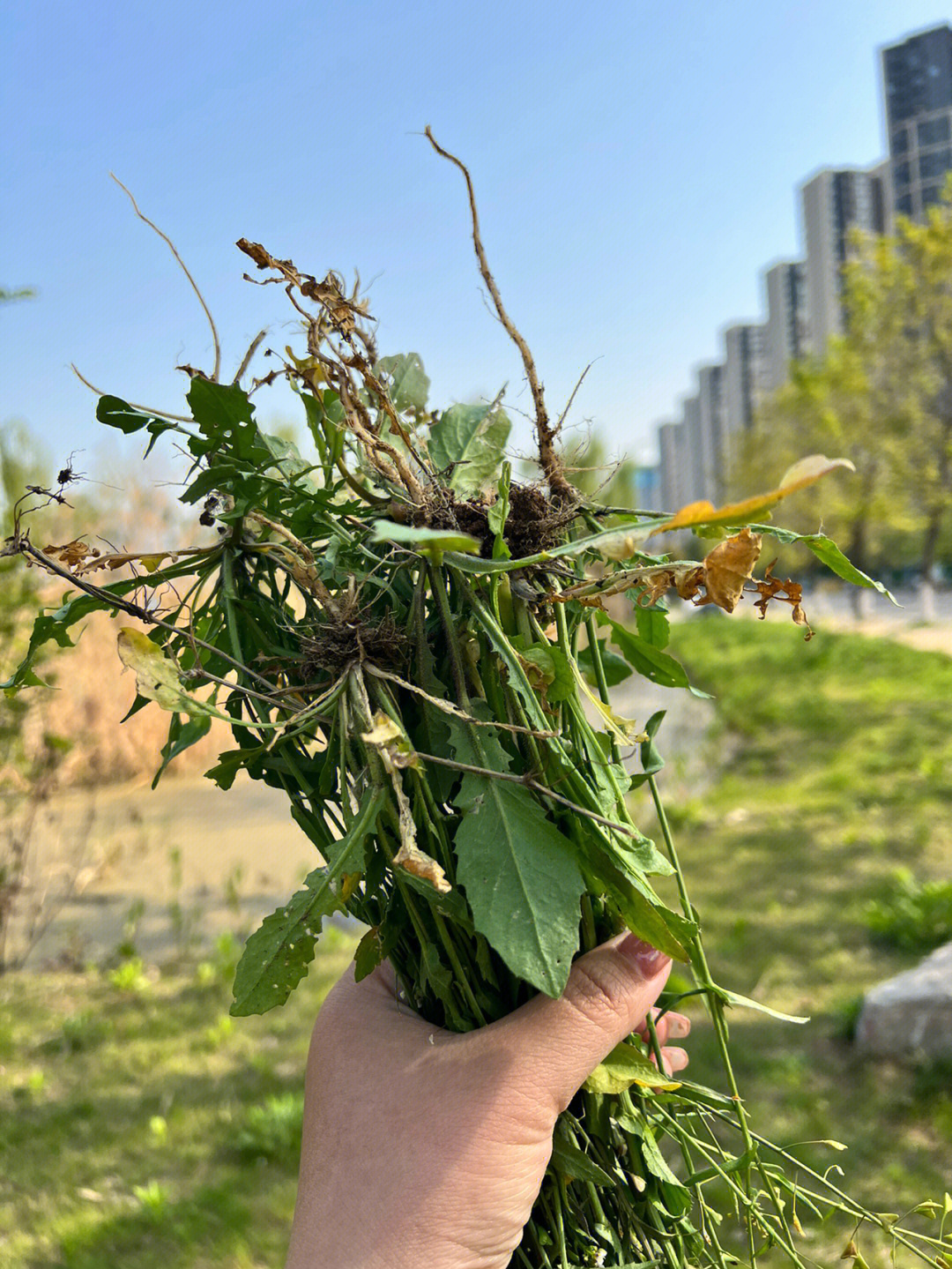 三月三荠菜花煮鸡蛋