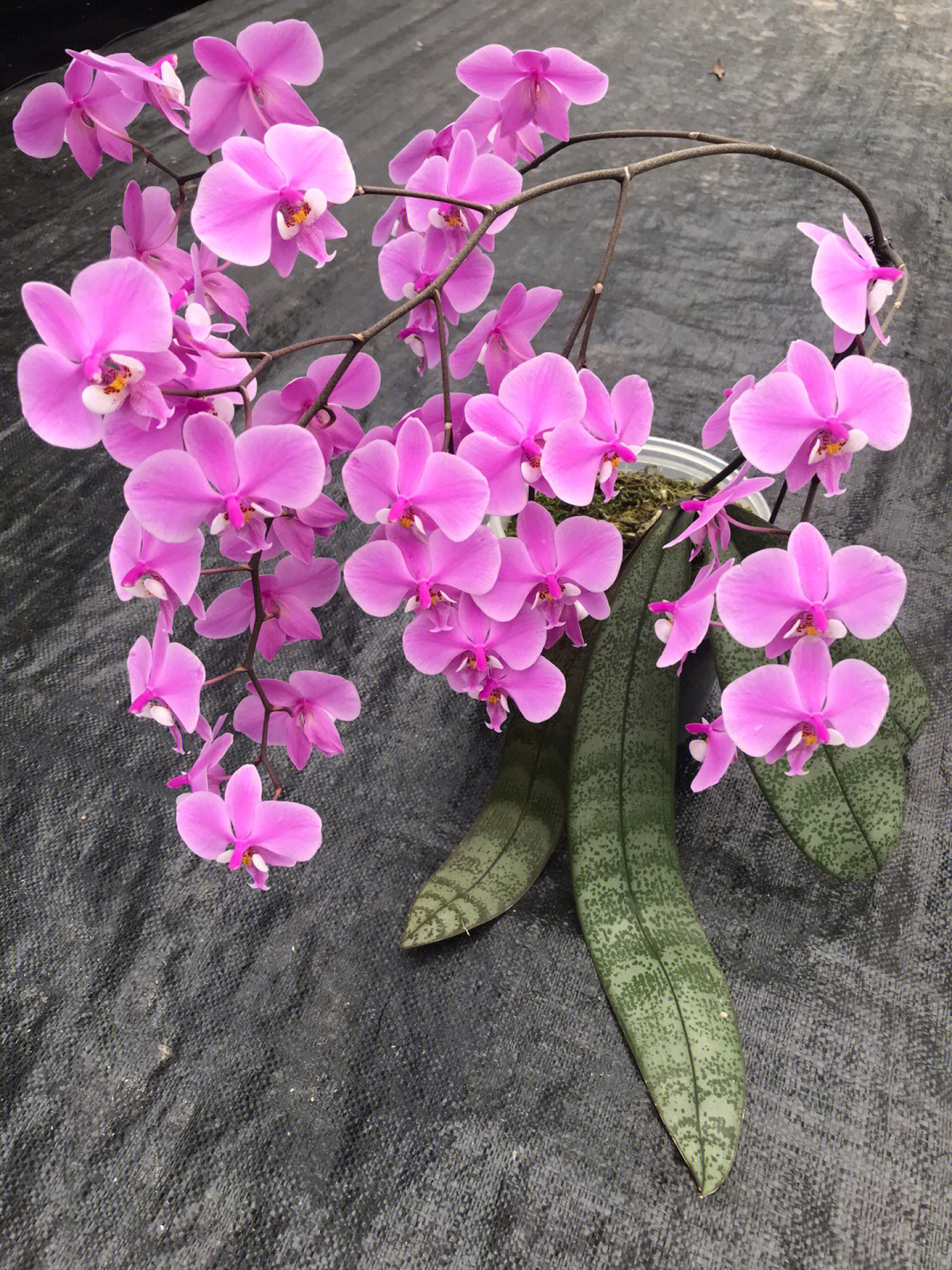 花开压弯枝头的香香的原生种蝴蝶兰西蕾丽