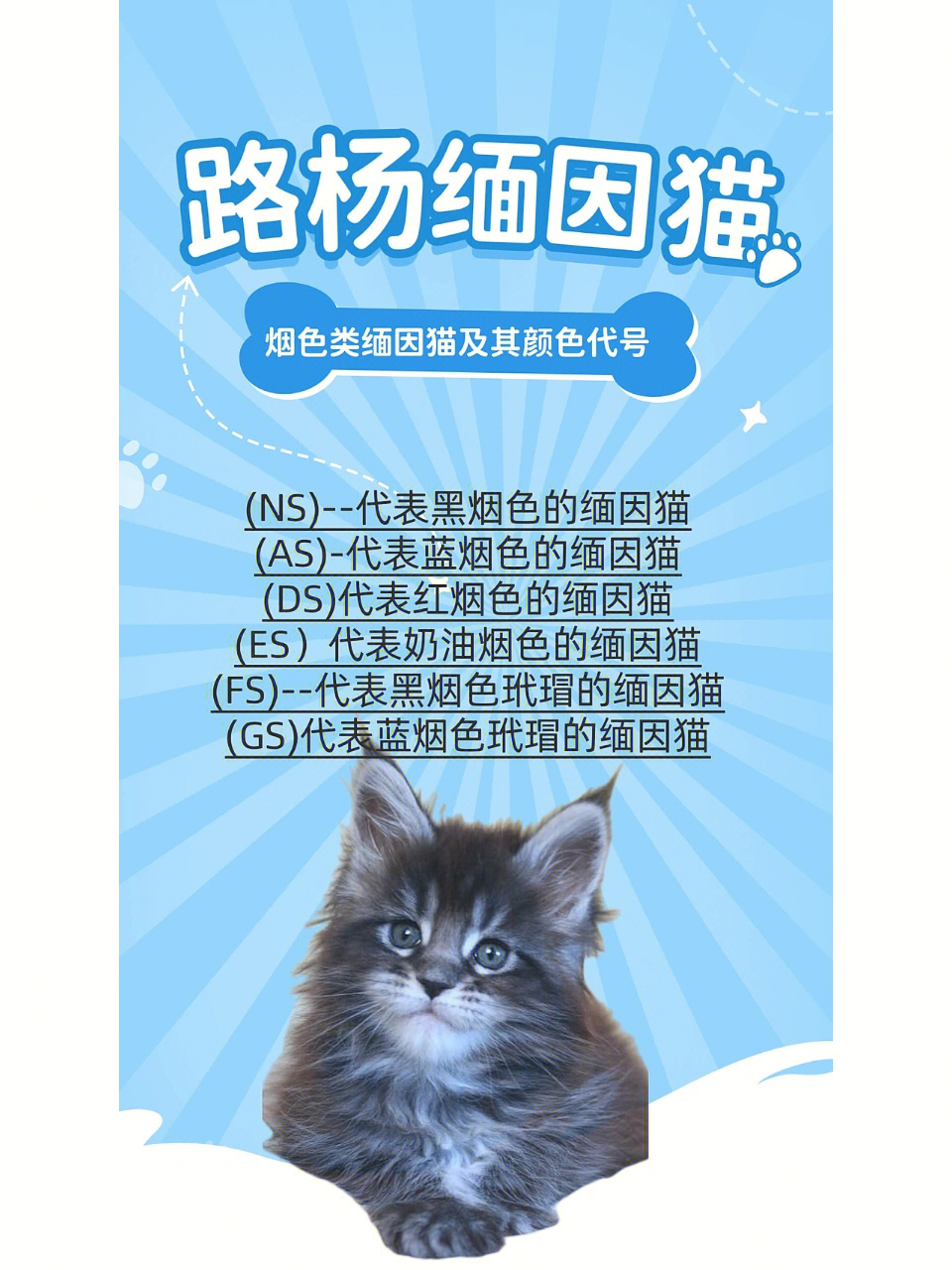 缅因猫色号表图片