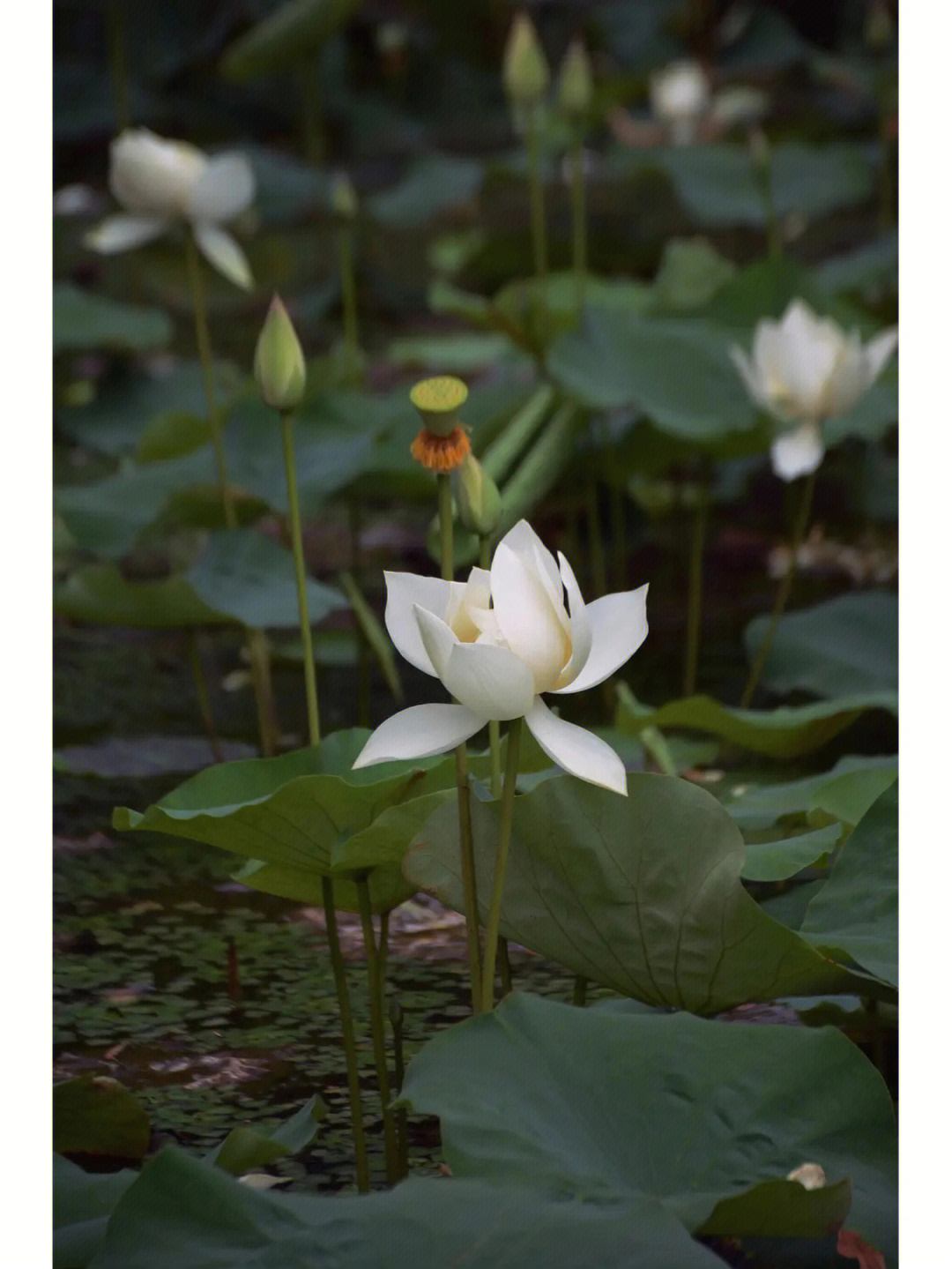 偷采白莲回图片