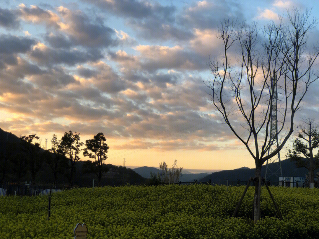 龙岩紫金山油菜花图片