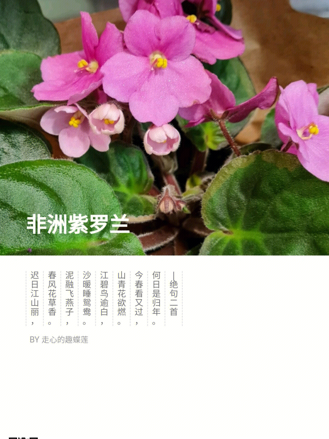 野生紫罗兰花语图片